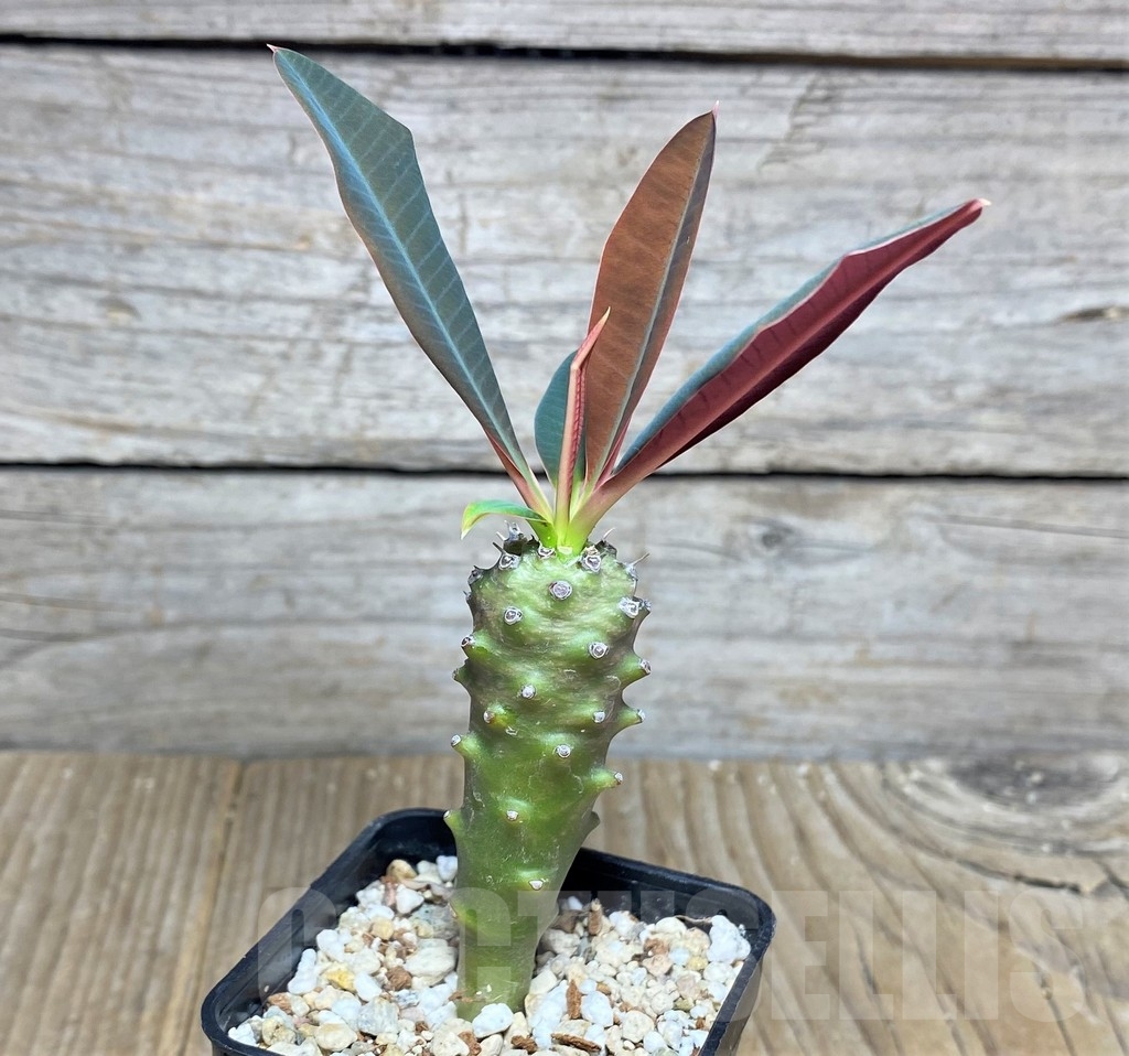 SHPR22959 Euphorbia pachypodioides - Image 2