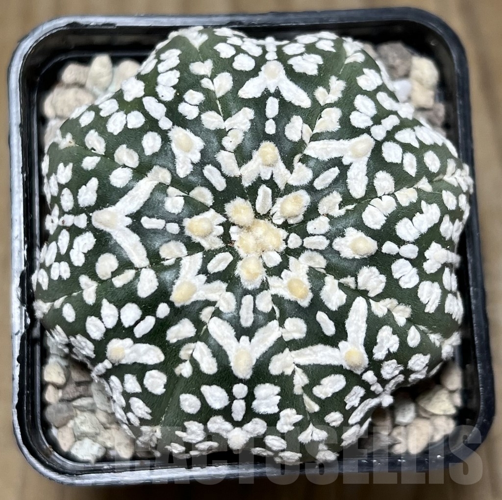 SHPR21903 Astrophytum asterias ‘Miracle’ V-Type