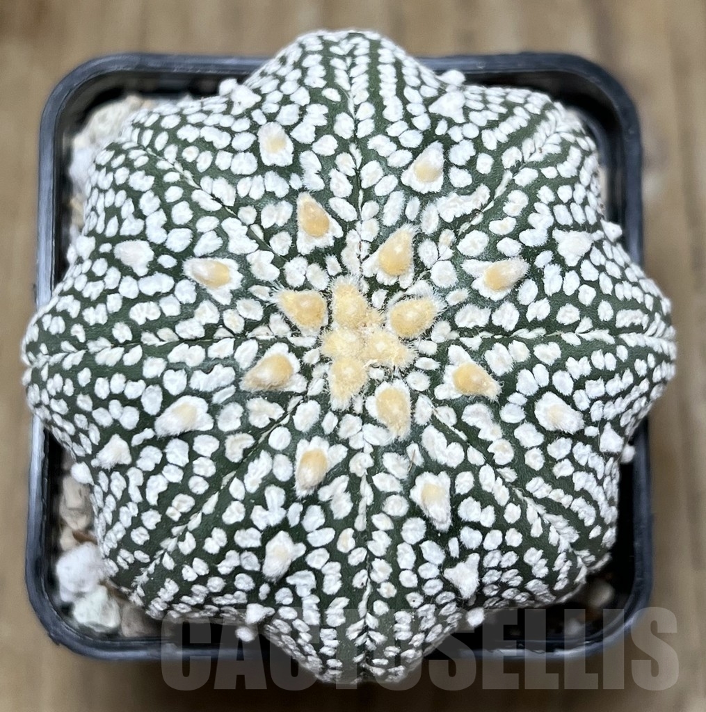 SHPR21904 Astrophytum asterias ‘Miracle’ V-Type - Image 2
