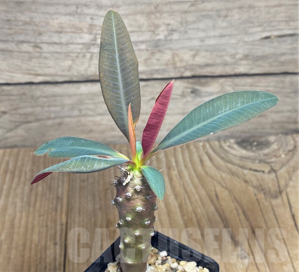 SHPR22961 Euphorbia pachypodioides