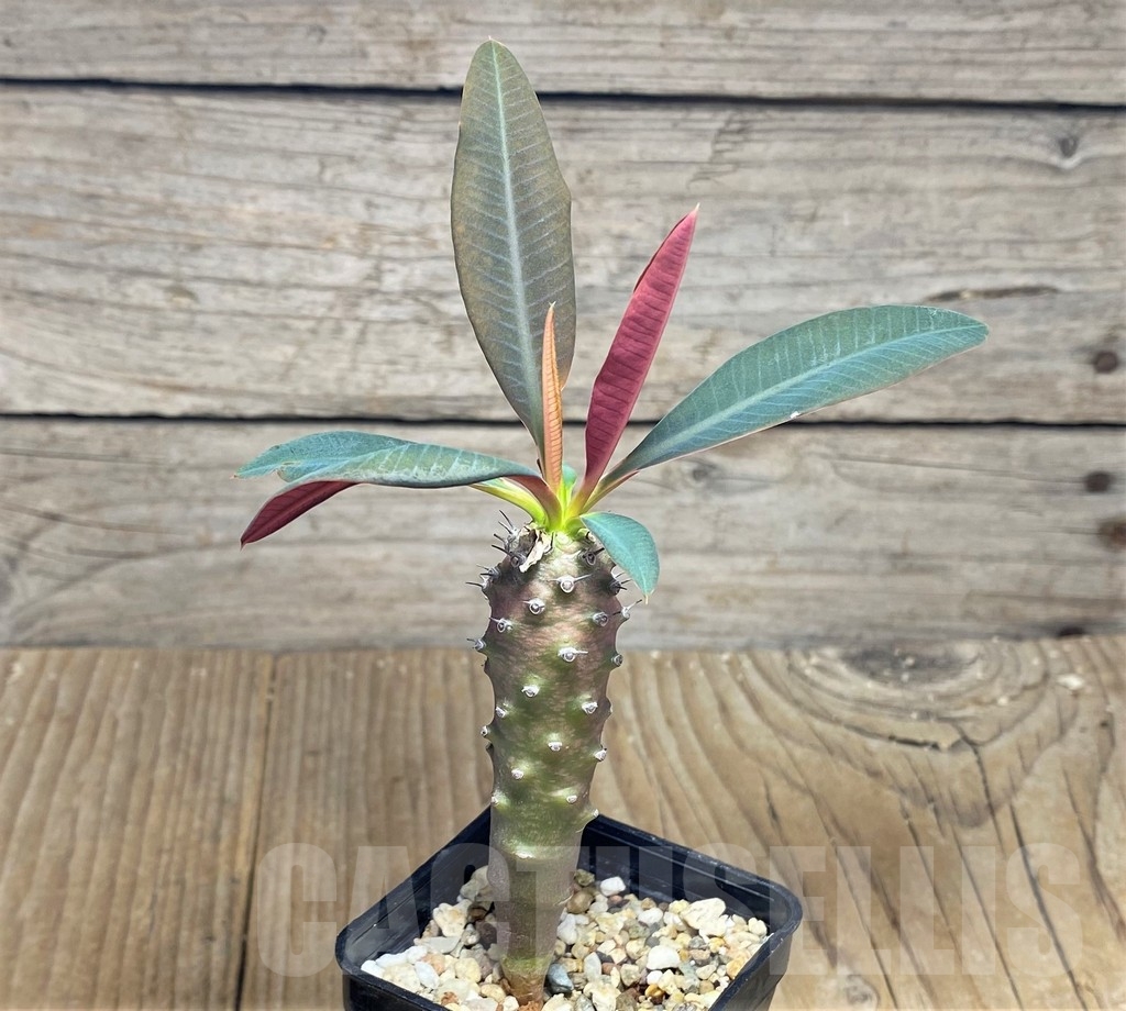 SHPR22961 Euphorbia pachypodioides - Зображення 2