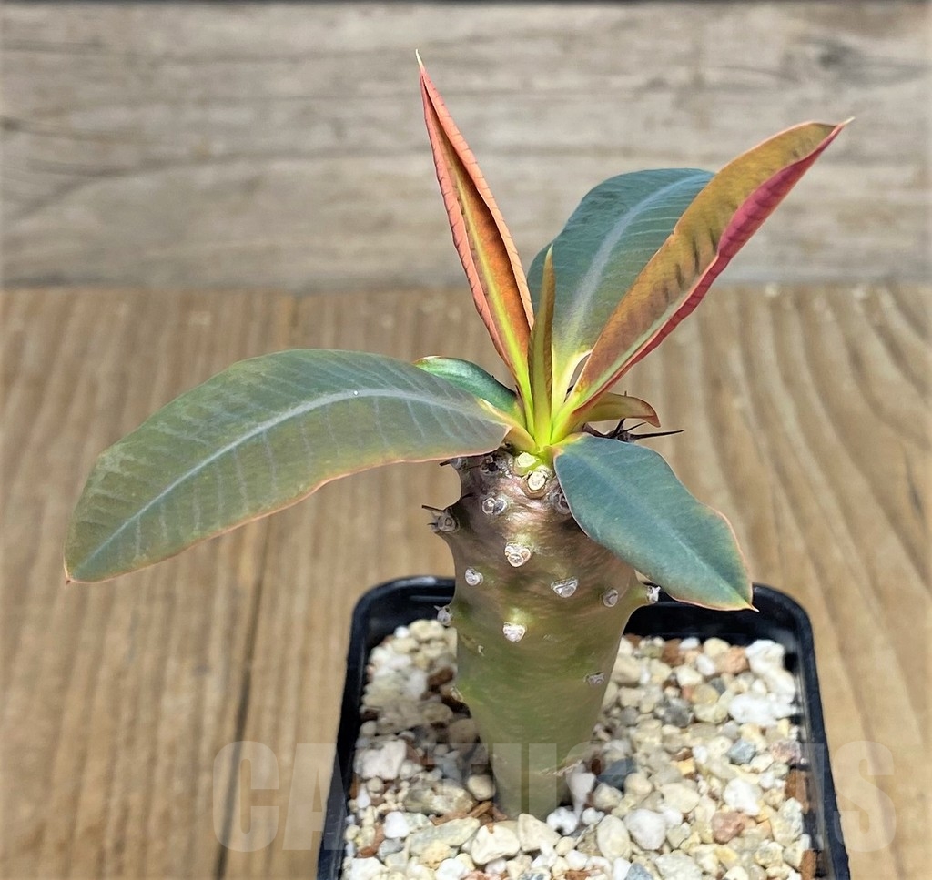 SHPR22962 Euphorbia pachypodioides