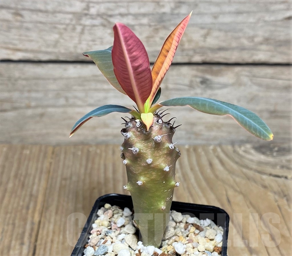 SHPR22962 Euphorbia pachypodioides - Зображення 2