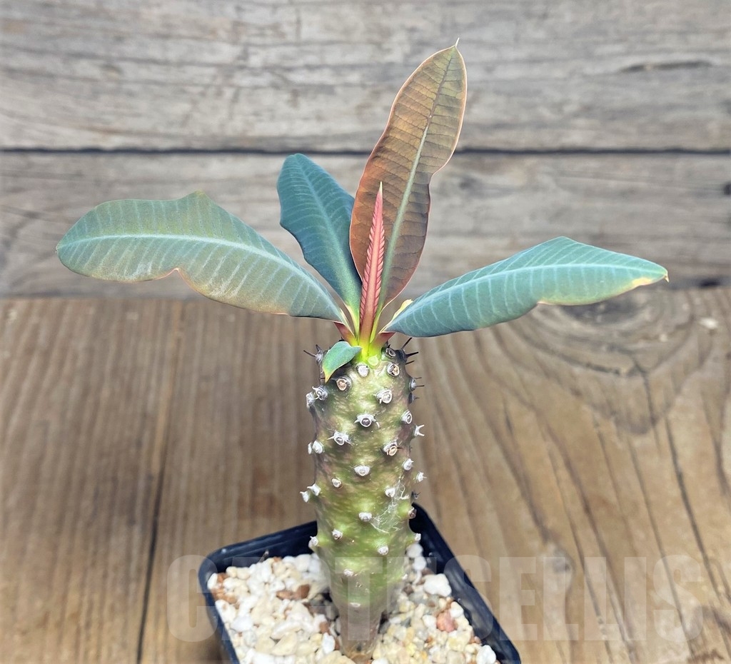 SHPR22963 Euphorbia pachypodioides