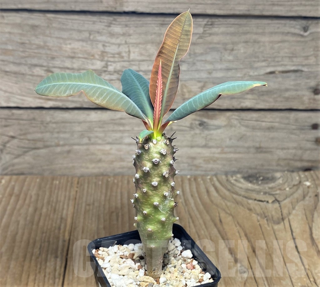 SHPR22963 Euphorbia pachypodioides - Зображення 2