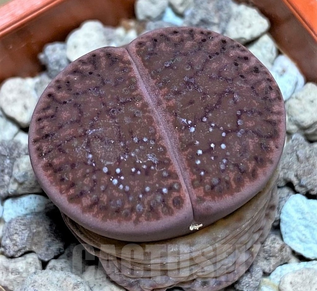 SHPR22964 Lithops glaudinae 'Embers' C 393A