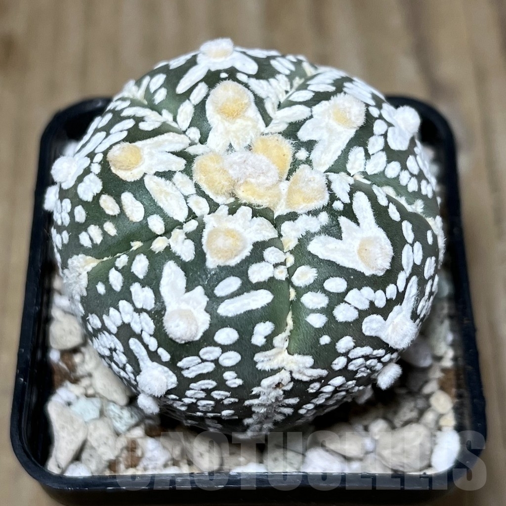 SHPR21907 Astrophytum asterias ‘Super Kabuto’ V-type, 5-ribs - Imagen 2