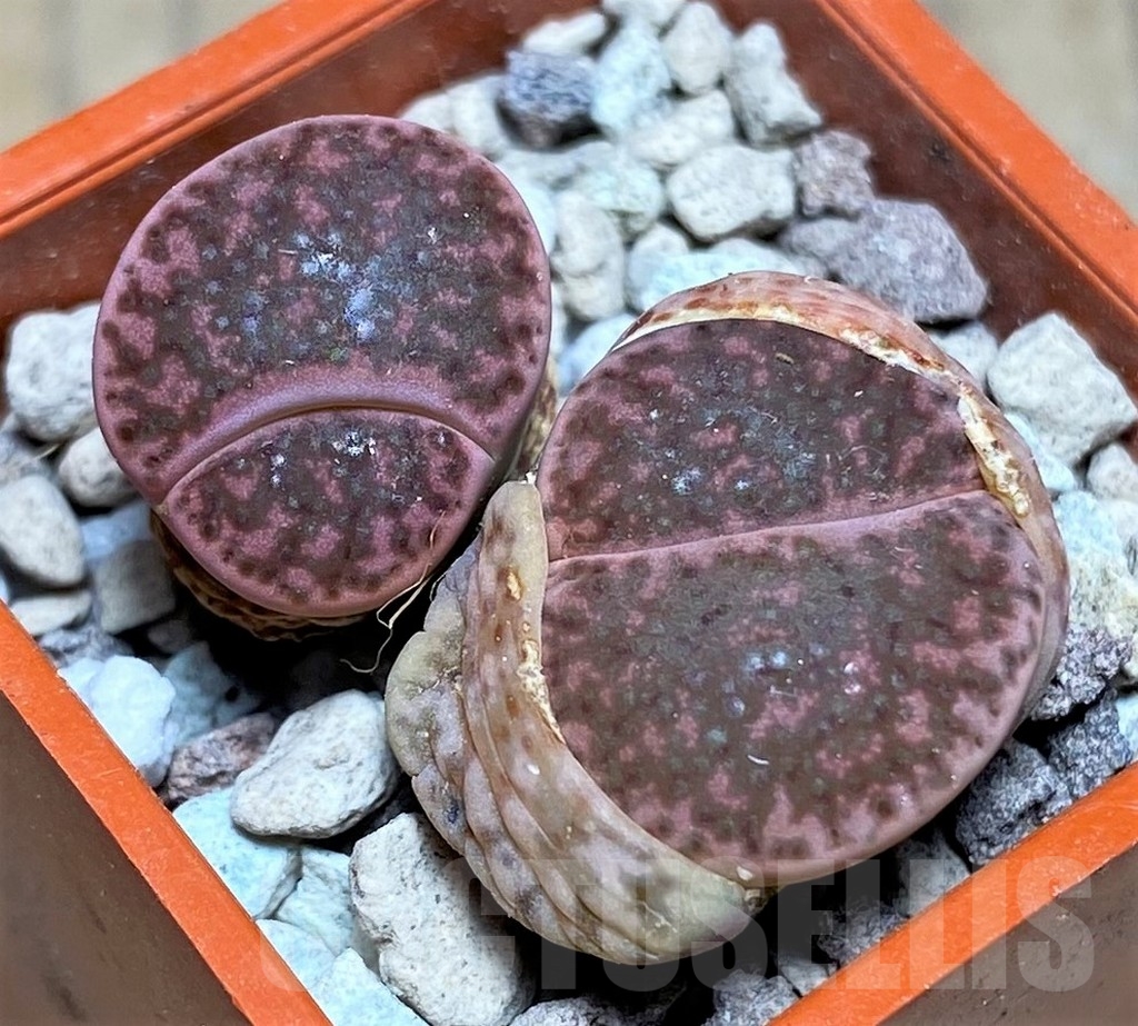 SHPR22965 Lithops glaudinae 'Embers' C 393A
