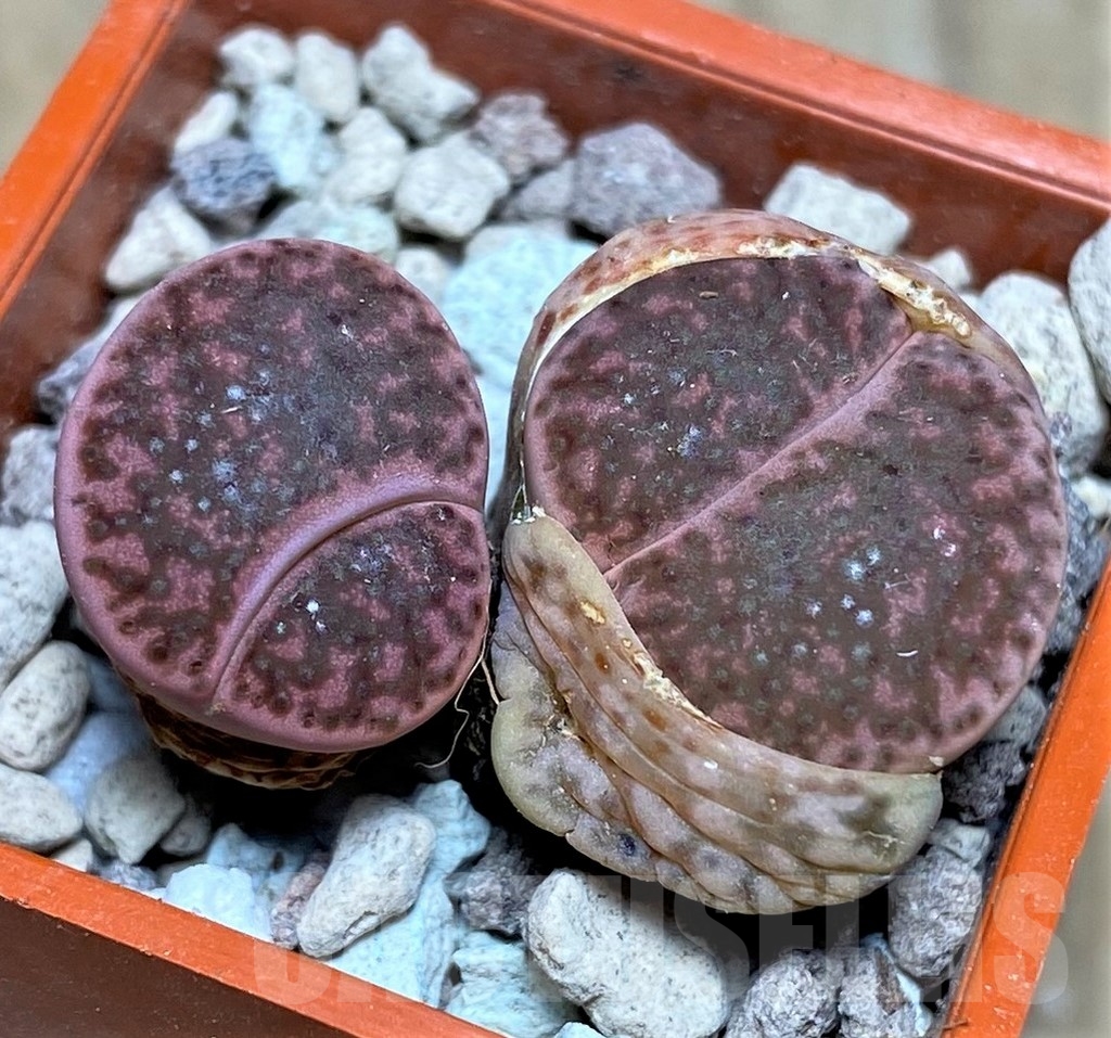 SHPR22965 Lithops glaudinae 'Embers' C 393A - Зображення 2