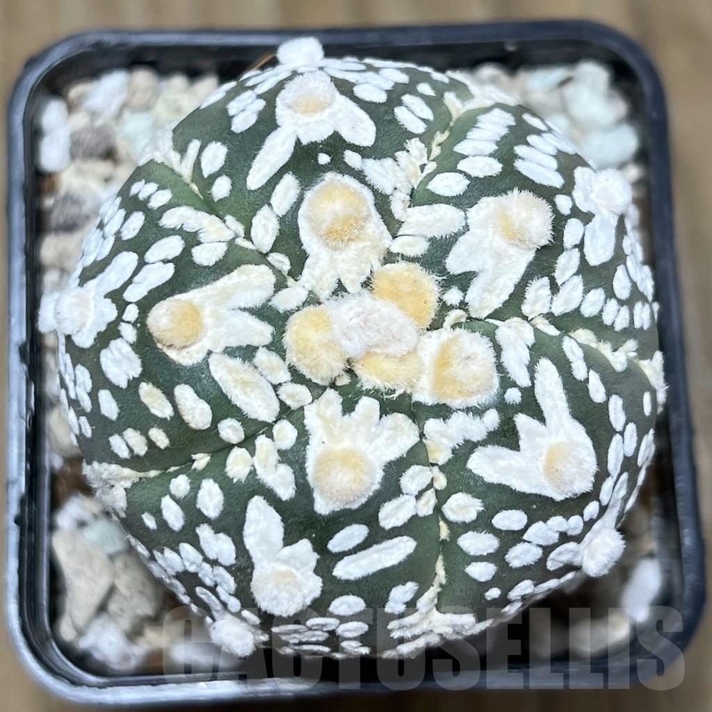 SHPR21907 Astrophytum asterias ‘Super Kabuto’ V-type, 5-ribs