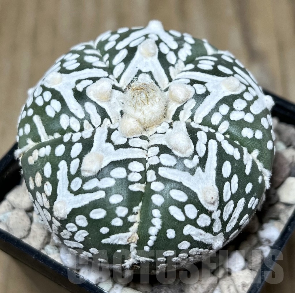 SHPR21908 Astrophytum asterias ‘Super Kabuto’ V-type, 5-ribs – Image 2