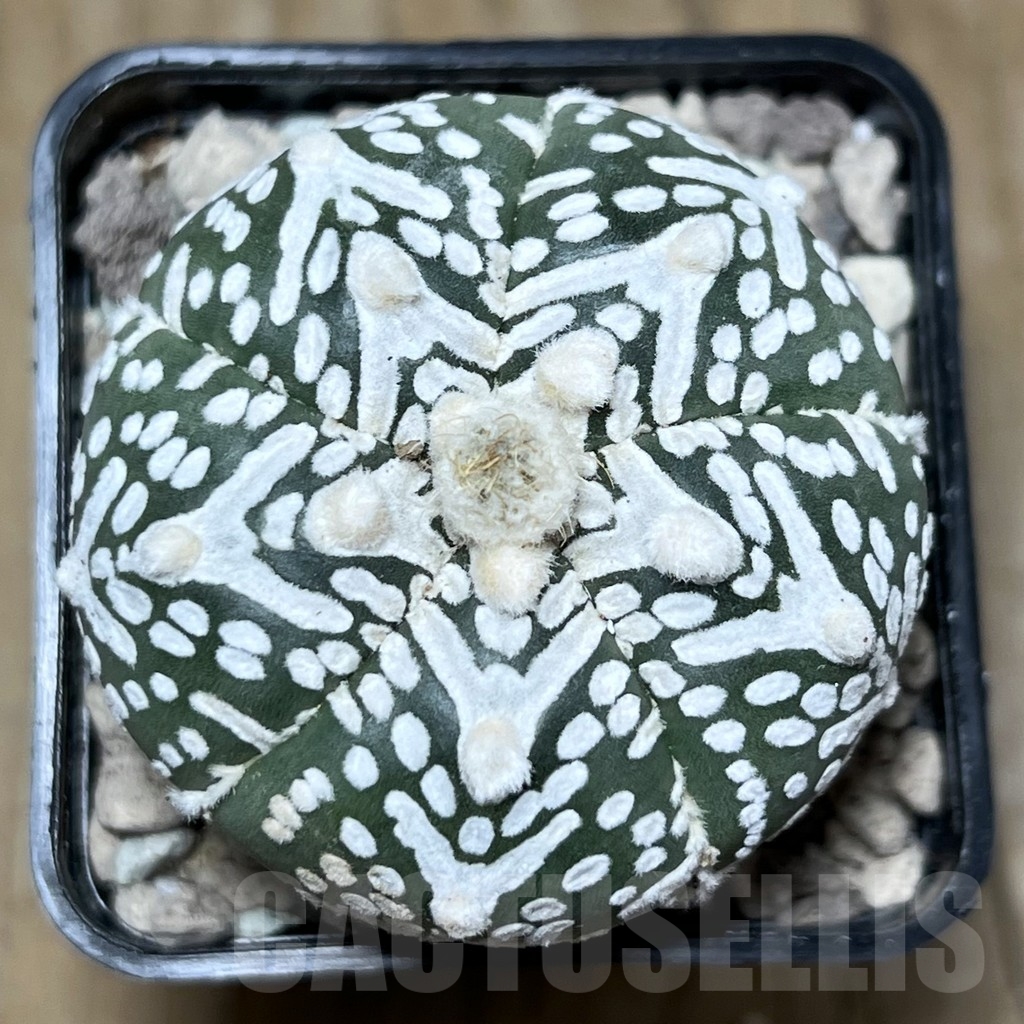 SHPR21908 Astrophytum asterias ‘Super Kabuto’ V-type, 5-ribs