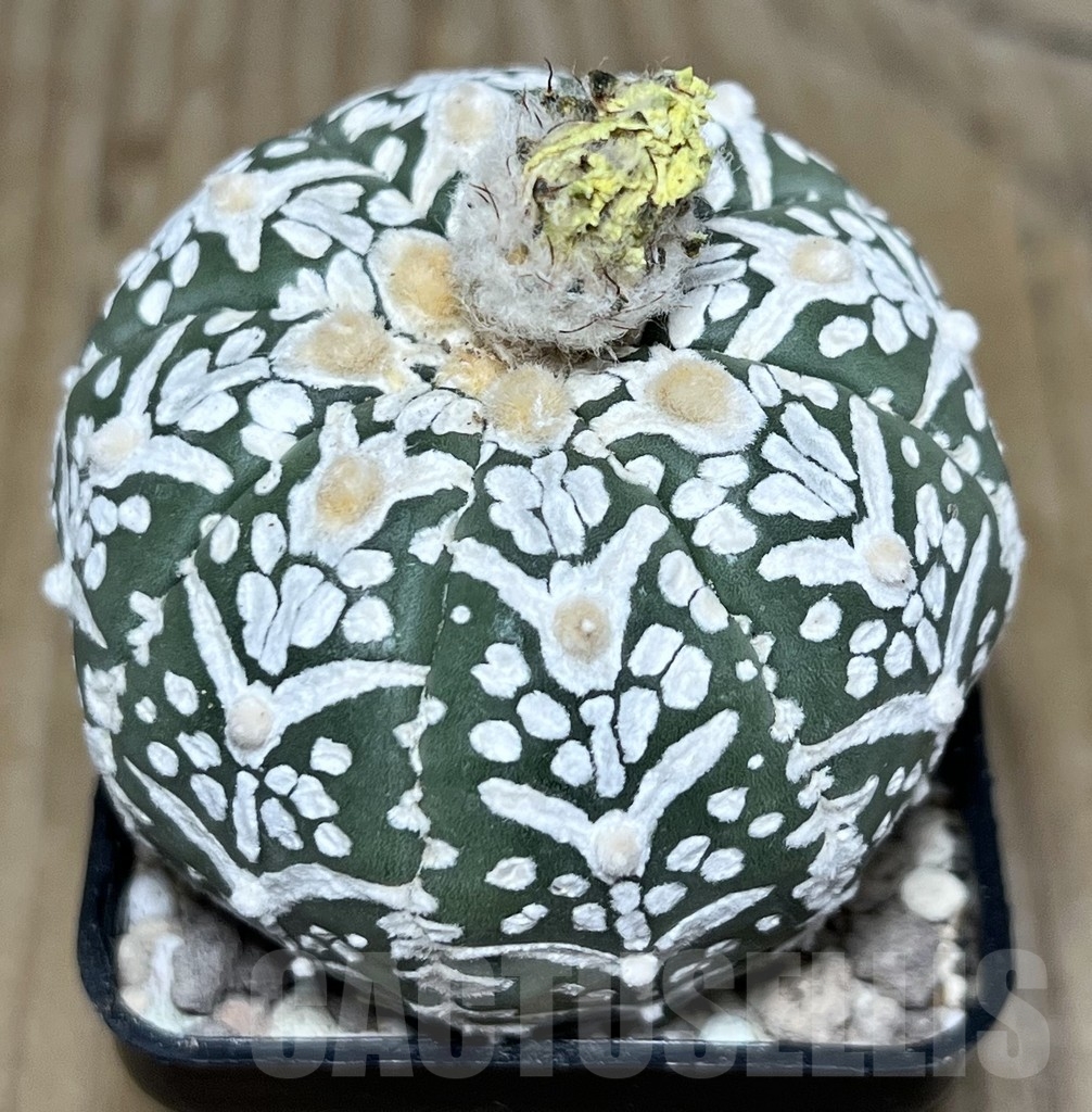 SHPR21909 Astrophytum asterias ‘Super Kabuto’ V-type - Зображення 2