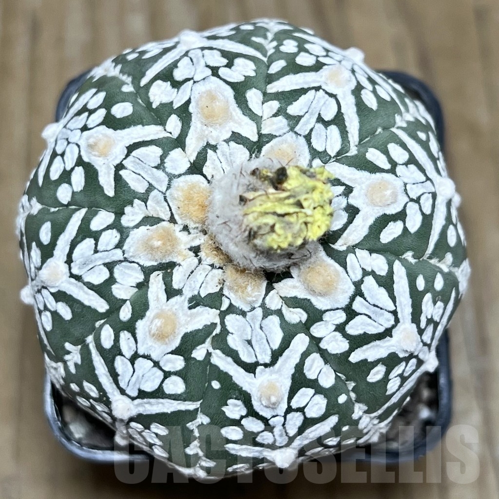 SHPR21909 Astrophytum asterias ‘Super Kabuto’ V-type