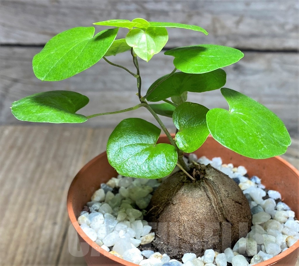 SHPR22971 Dioscorea elephantipes - immagine 2