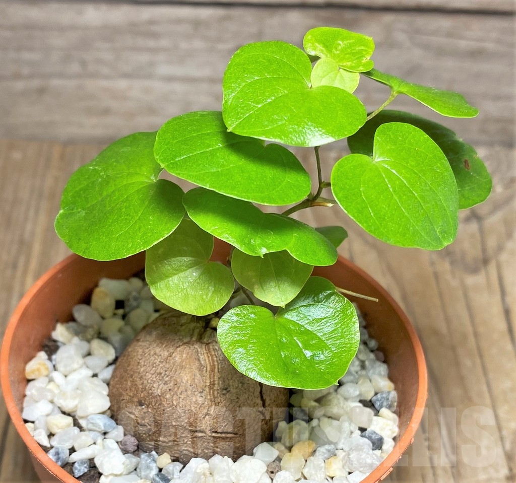 SHPR22971 Dioscorea elephantipes