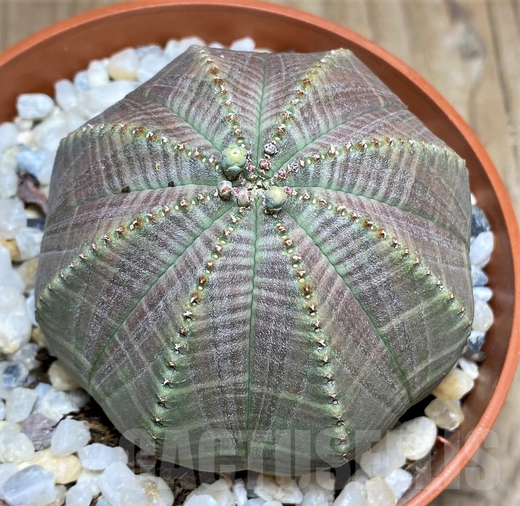 SHPR22976 Euphorbia obesa