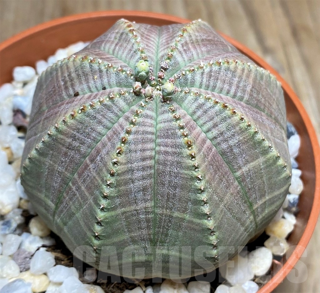 SHPR22976 Euphorbia obesa - Зображення 2