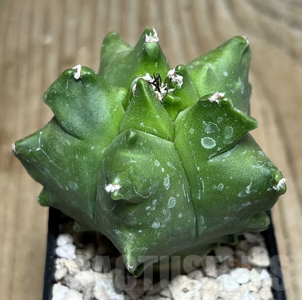 SHPR21917 Astrophytum myriostigma ‘Kikko’