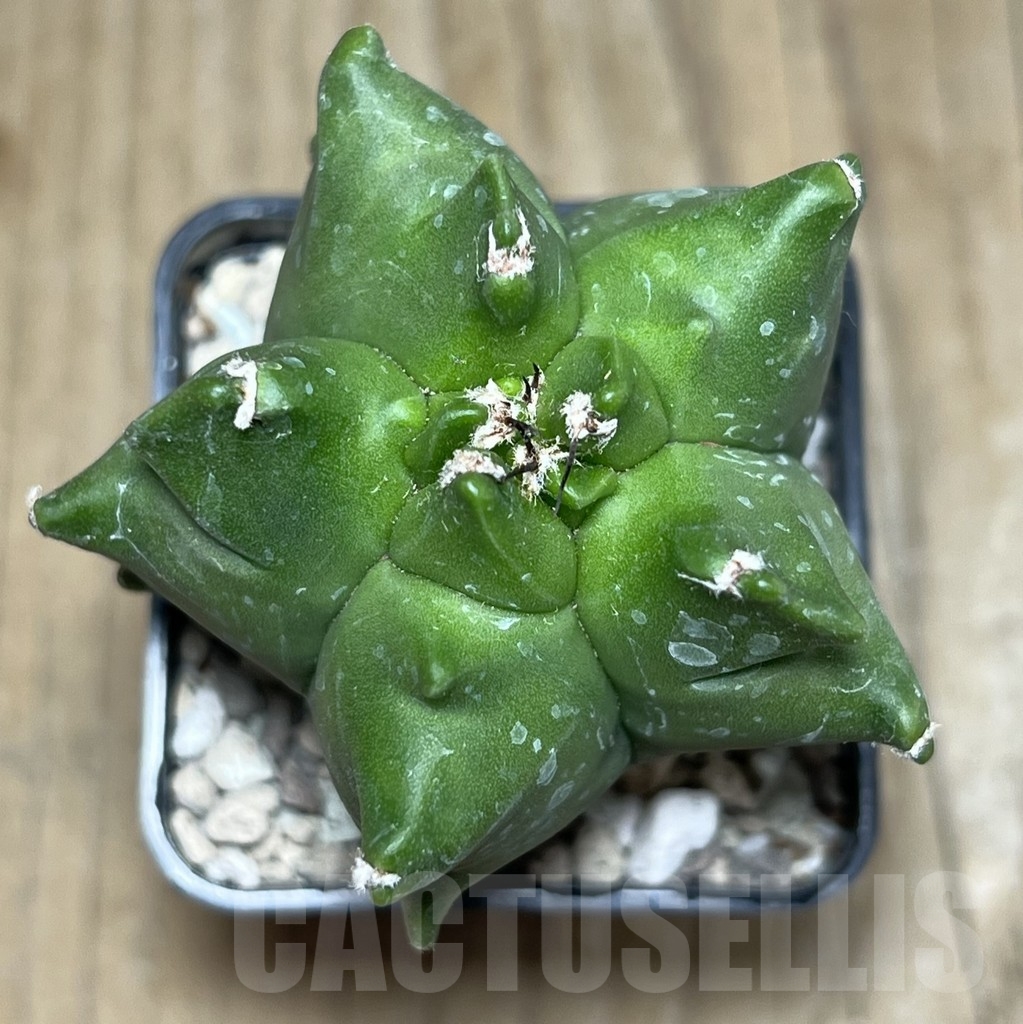SHPR21917 Astrophytum myriostigma ‘Kikko’ - Зображення 2
