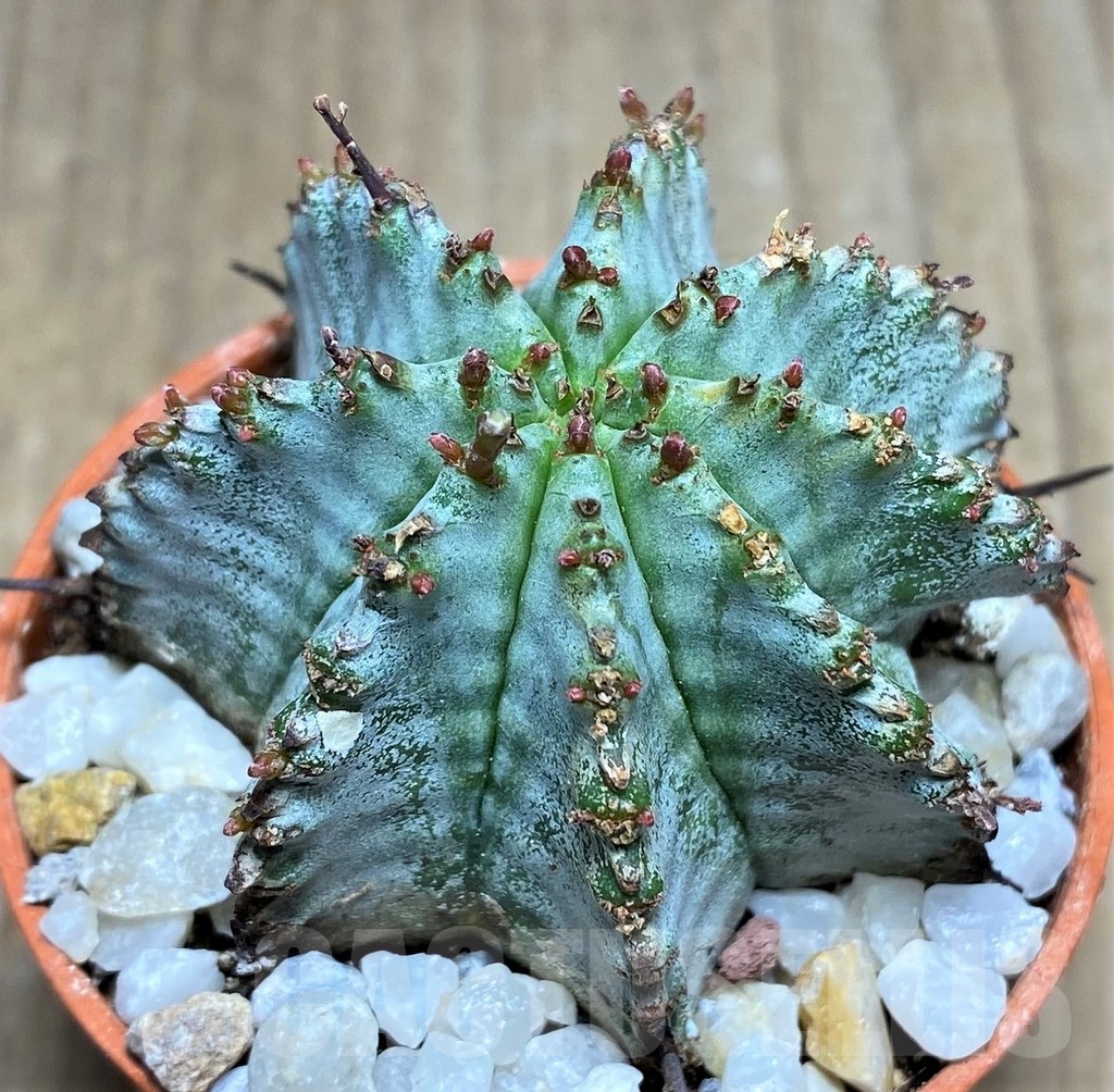 SHPR22979 Euphorbia horrida ‘Alba’