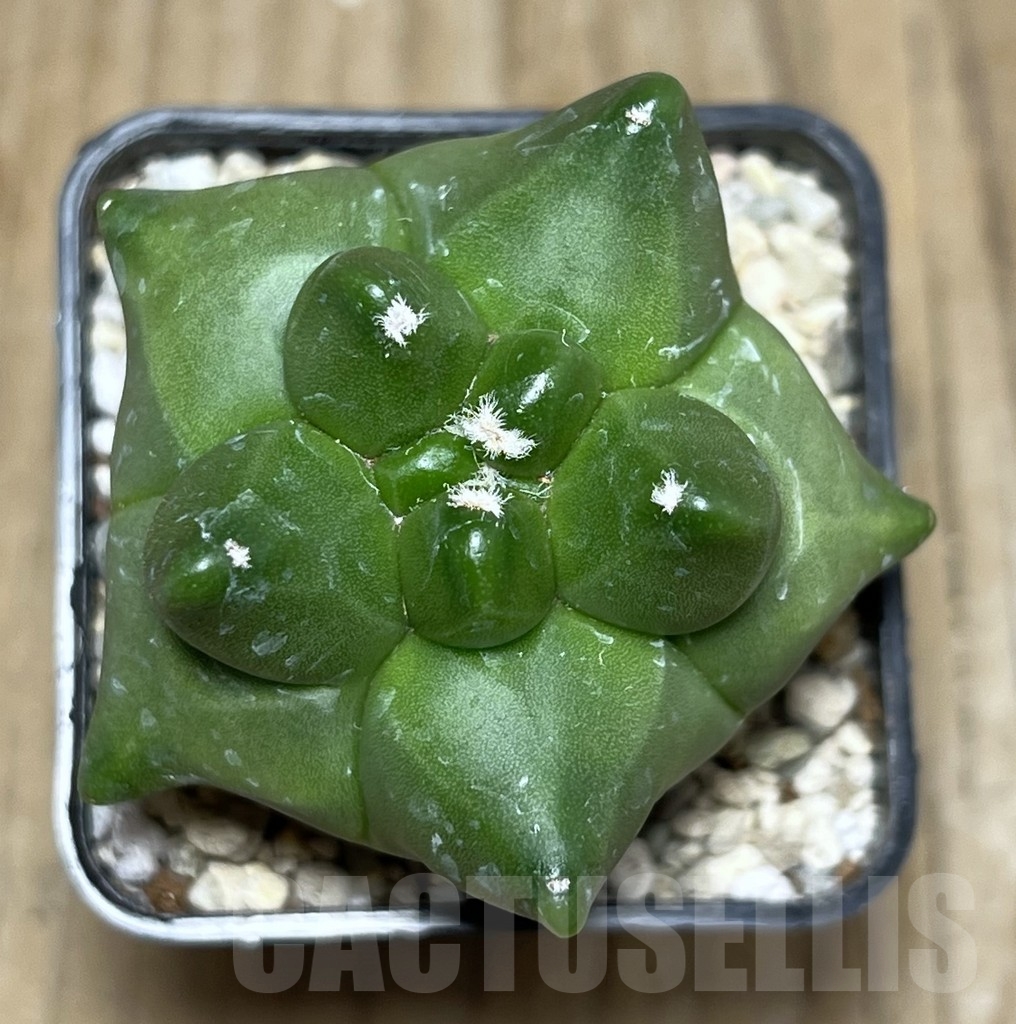 SHPR21918 Astrophytum myriostigma ‘Kikko’ - Image 2