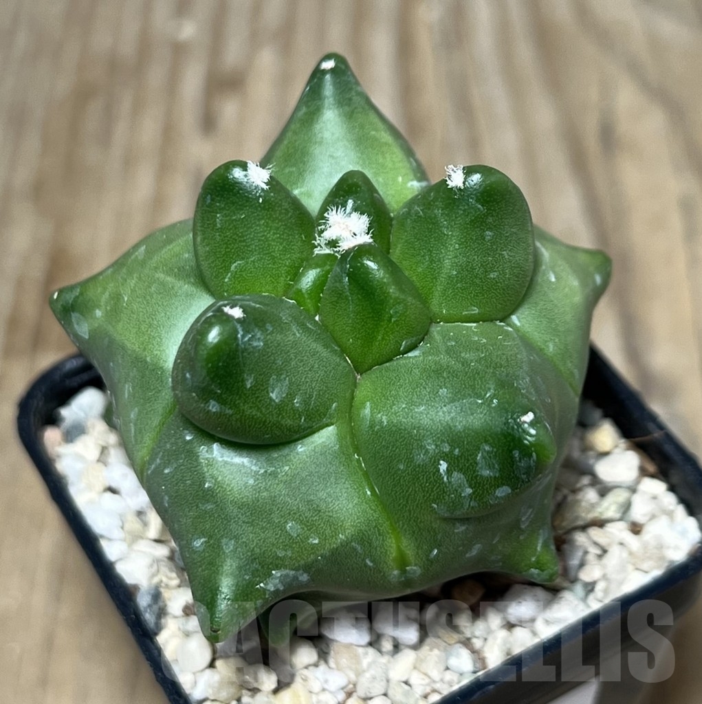 SHPR21918 Astrophytum myriostigma ‘Kikko’