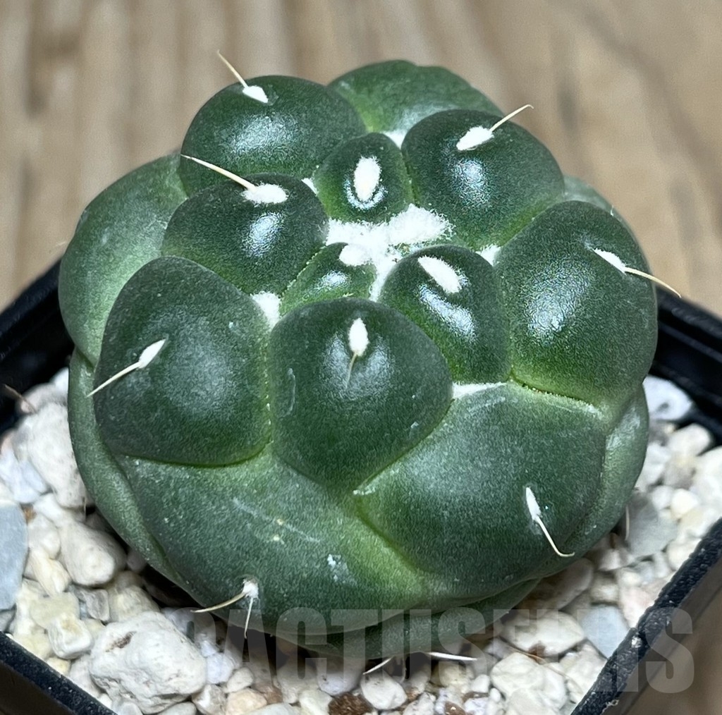 SHPR21919 Coryphantha elephantidens f. inermis