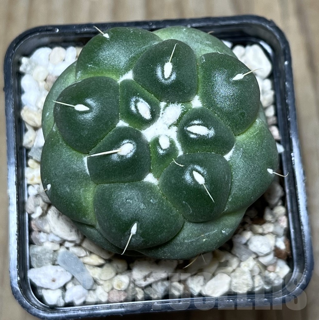 SHPR21919 Coryphantha elephantidens f. inermis – Bild 2