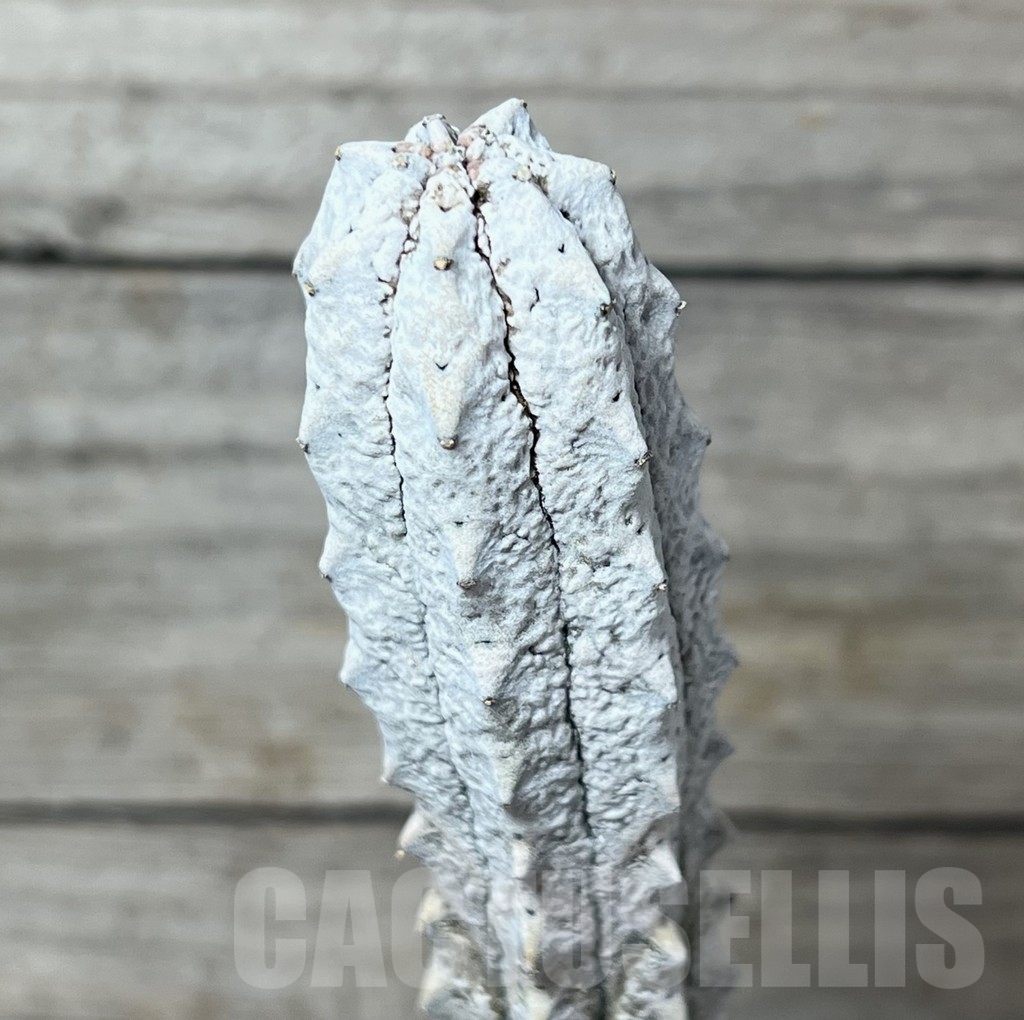 SHPR21921 Euphorbia abdelkuri