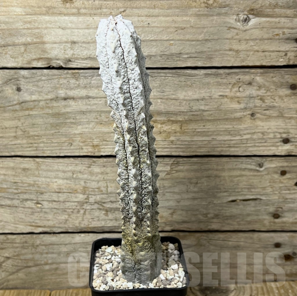 SHPR21921 Euphorbia abdelkuri – Bild 2