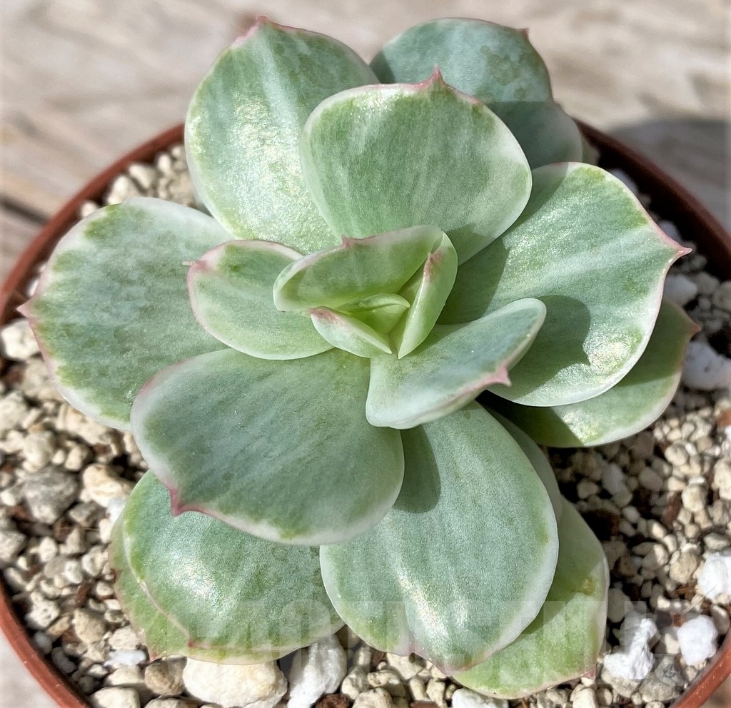 SHPR23048 Echeveria ‘Lemon Lime’ f. variegata