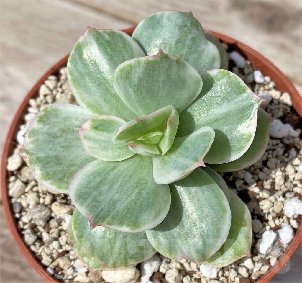 SHPR23048 Echeveria ‘Lemon Lime’ f. variegata - Image 2