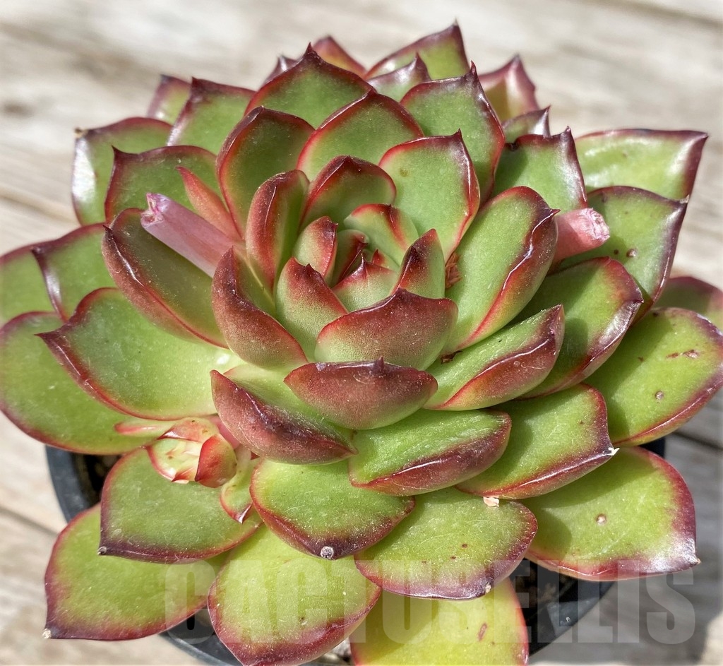 SHPR23049 Echeveria 'Polaroid Anna'