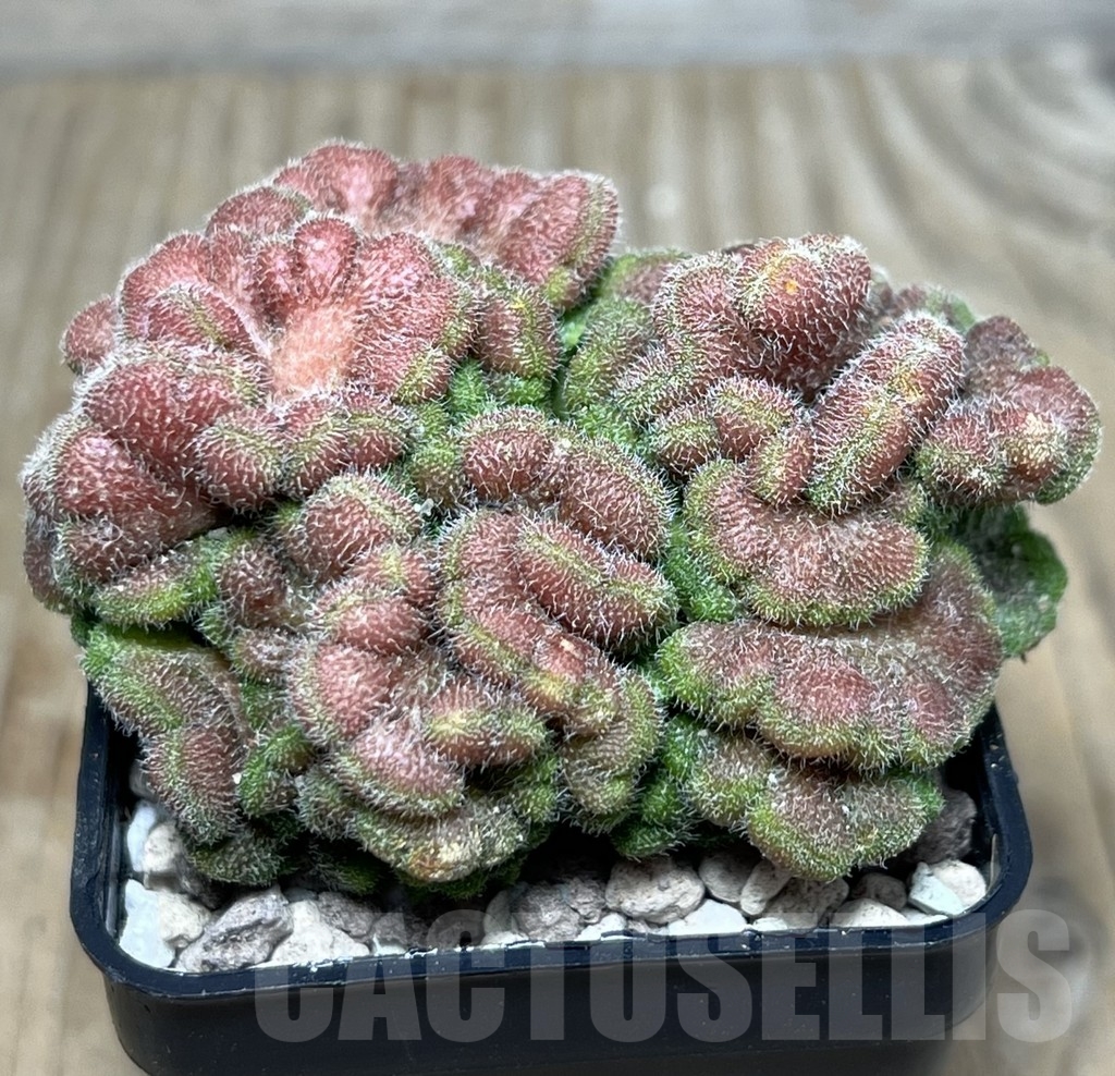 SHPR21923 Mammillaria spinosissima ‘Un Pico’ f. cristata