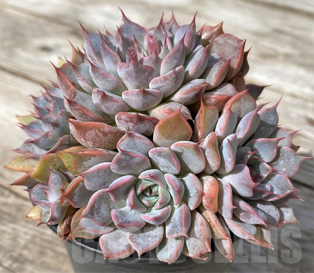 SHPR23050 Echeveria 'Texas Rose' - Image 2