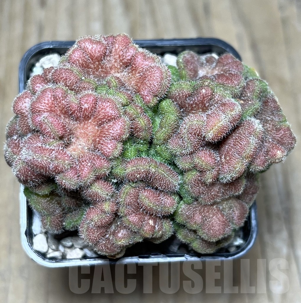 SHPR21923 Mammillaria spinosissima ‘Un Pico’ f. cristata - Image 2