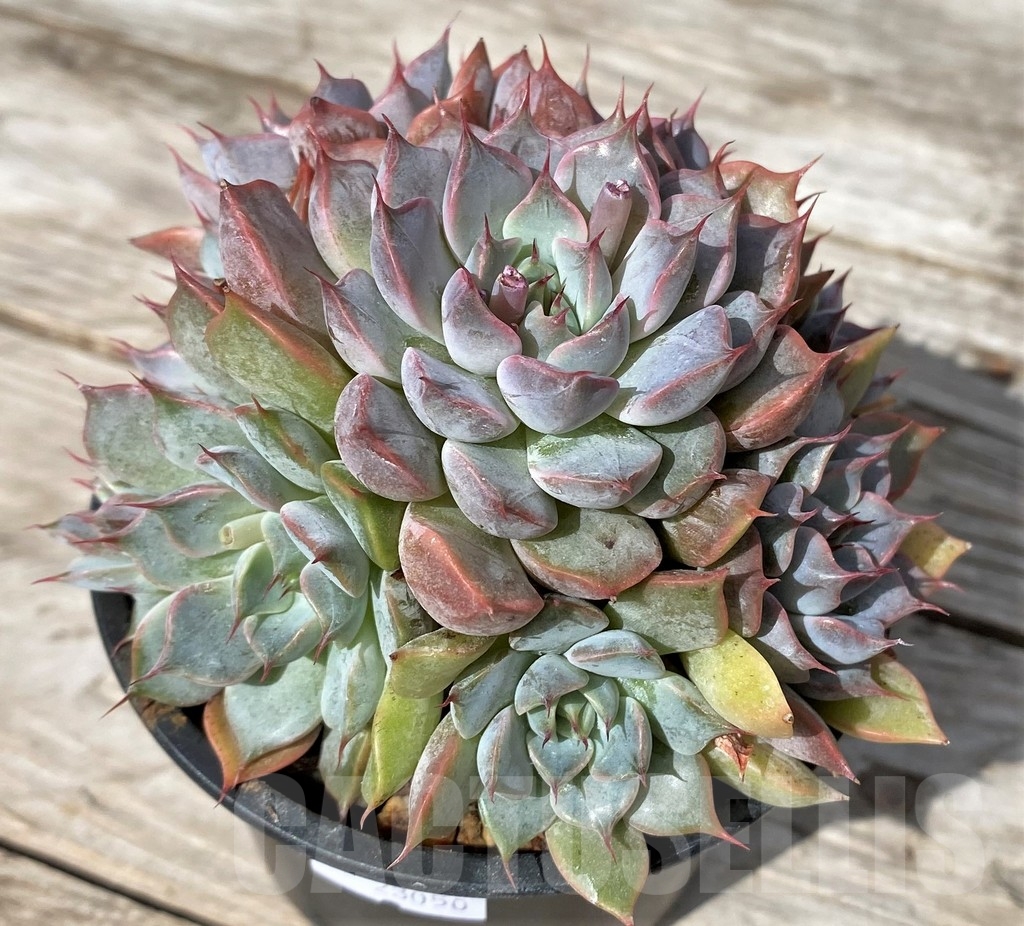 SHPR23050 Echeveria 'Texas Rose'