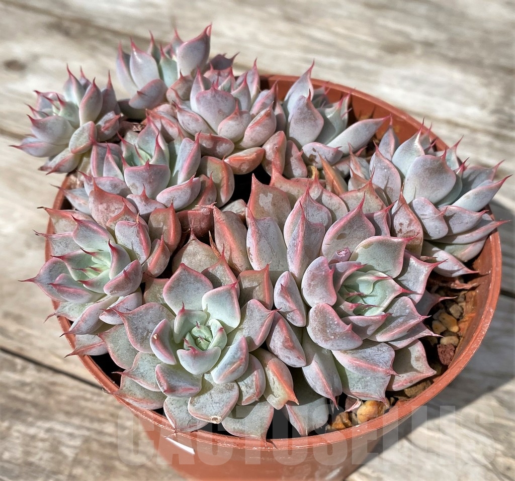 SHPR23051 Echeveria 'Texas Rose' - Image 2