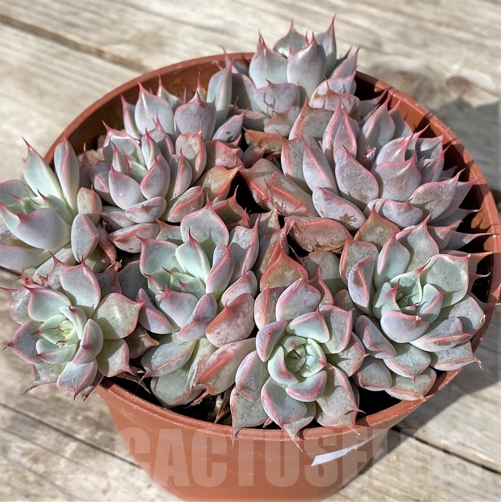 SHPR23051 Echeveria 'Texas Rose'