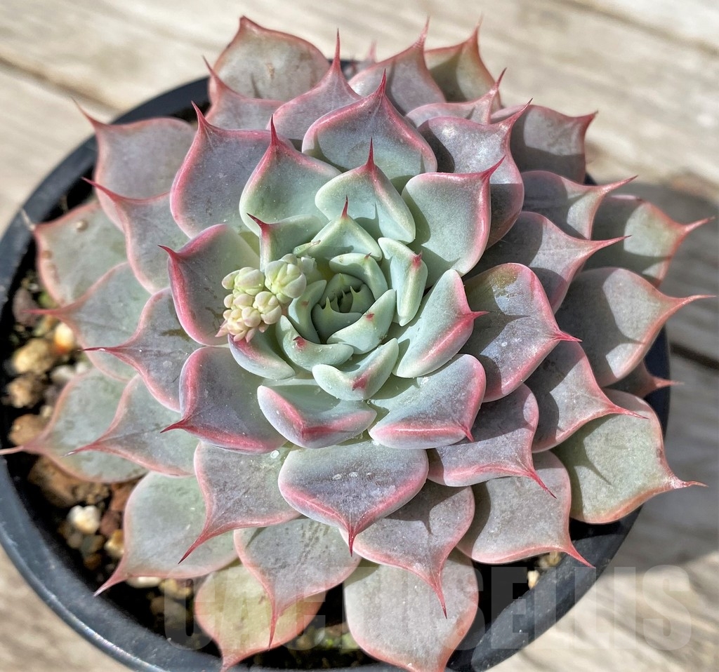 SHPR23052 Echeveria 'Texas Rose' - Image 2