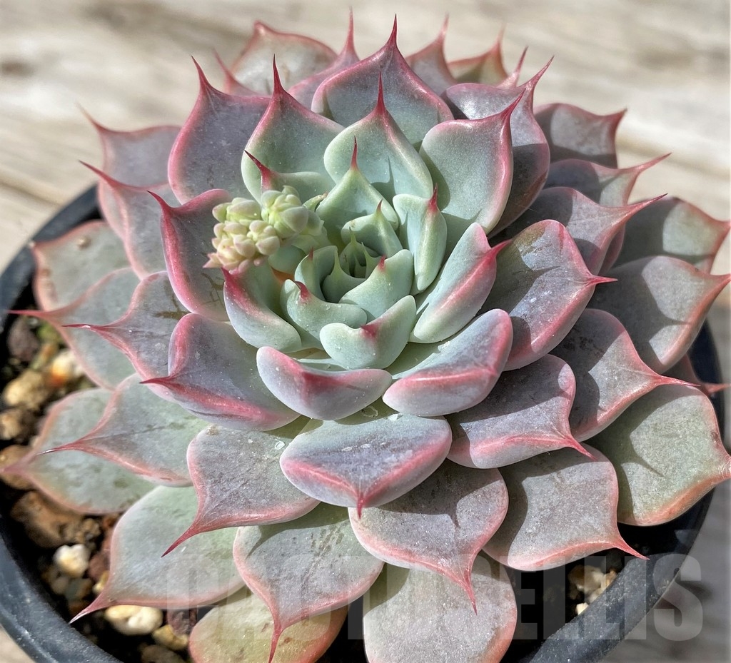 SHPR23052 Echeveria 'Texas Rose'