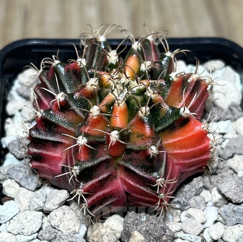 SHPR21926 Gymnocalycium mihanovichii f. variegata, seedling