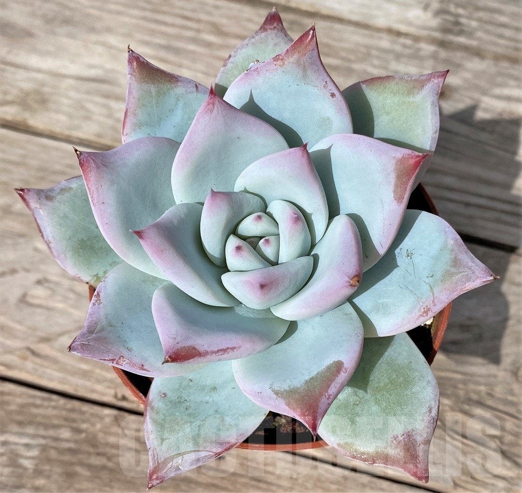 SHPR23054 Echeveria ‘Blue Bird’ - Image 2