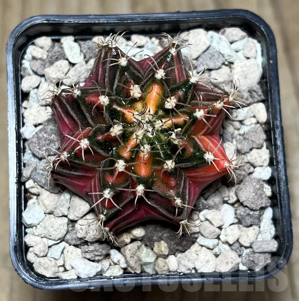 SHPR21926 Gymnocalycium mihanovichii f. variegata, seedling – Image 2