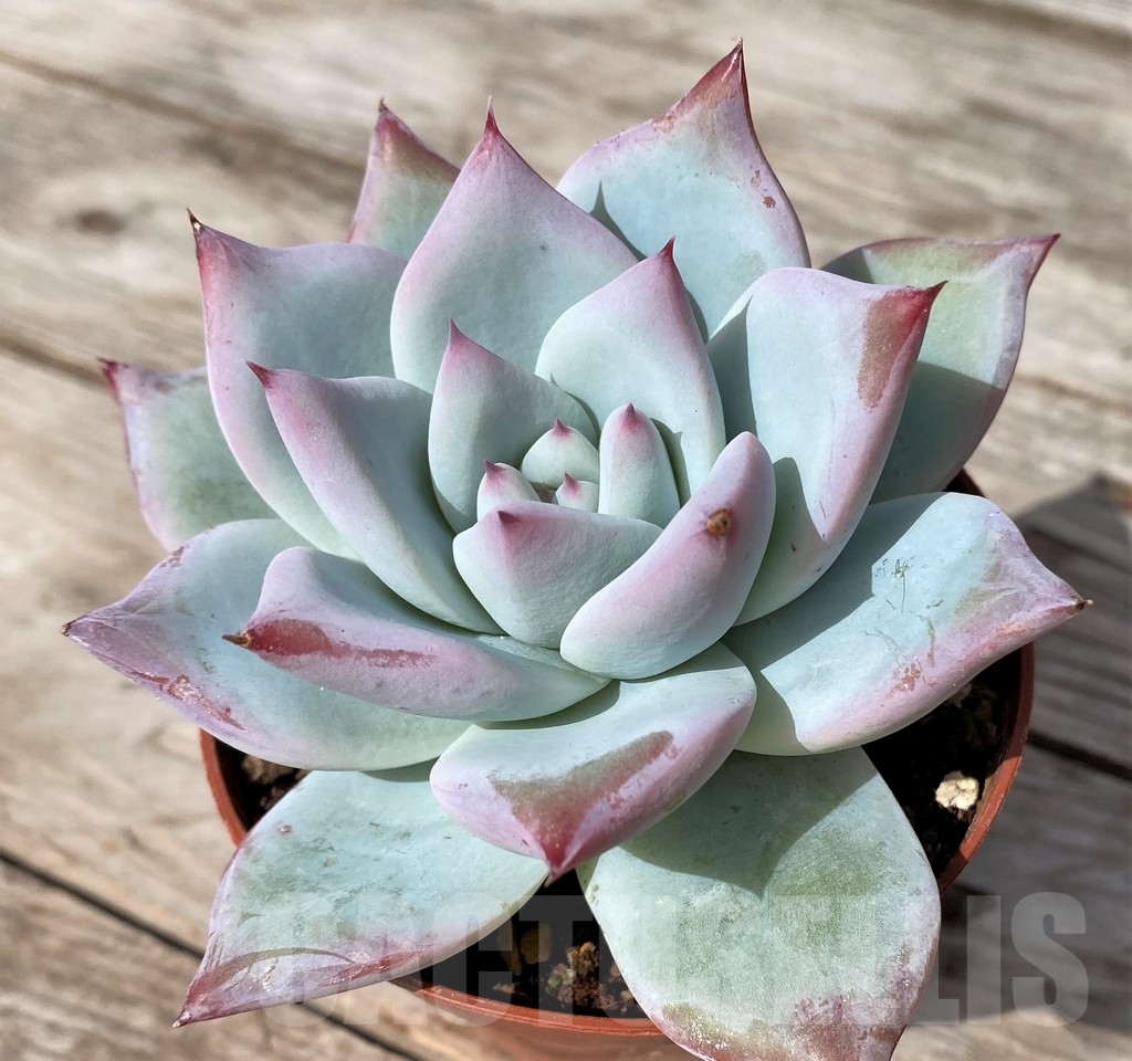 SHPR23054 Echeveria ‘Blue Bird’