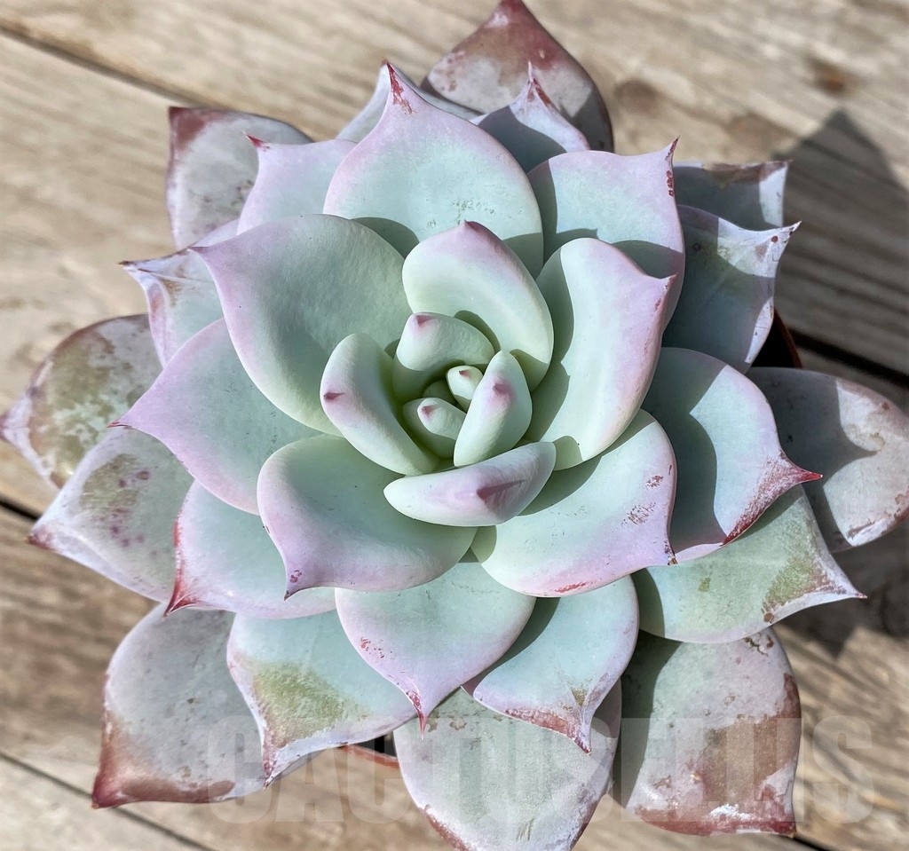 SHPR23055 Echeveria ‘Blue Bird’