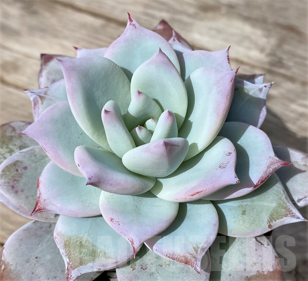 SHPR23055 Echeveria ‘Blue Bird’ - Image 2
