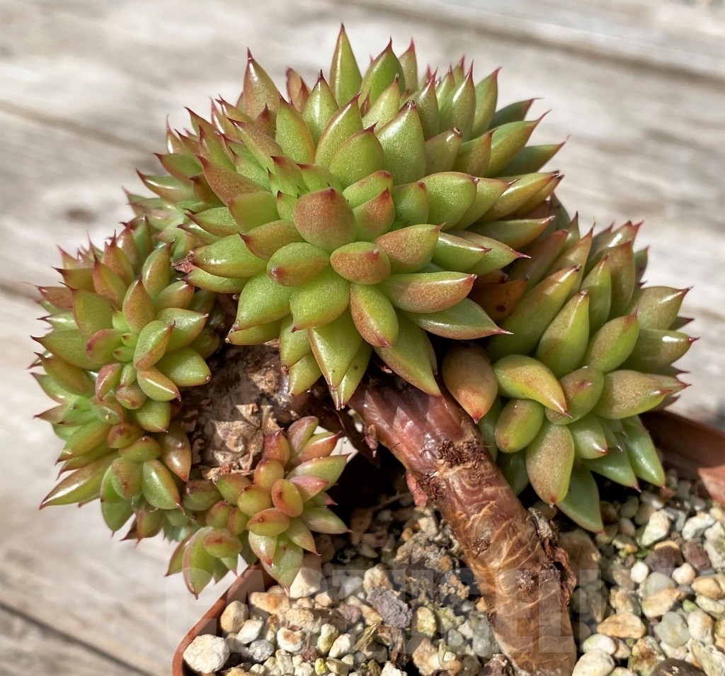 SHPR23056 Echeveria agavoides f. cristata