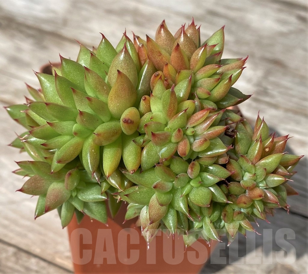 SHPR23056 Echeveria agavoides f. cristata - Image 2